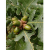 QUERCUS frainetto 