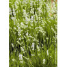 LAVANDULA intermedia EDELWEISS