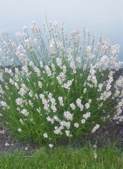 LAVANDULA intermedia EDELWEISS