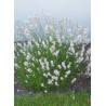 LAVANDULA intermedia EDELWEISS