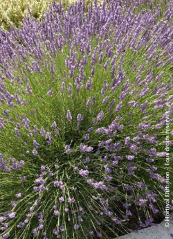 LAVANDULA intermedia GROSSO