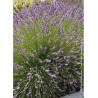 LAVANDULA intermedia GROSSO