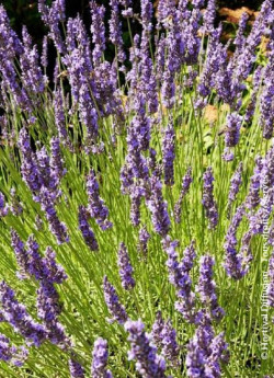 LAVANDULA intermedia GROSSO