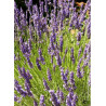 LAVANDULA intermedia GROSSO