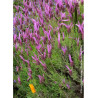 LAVANDULA stoechas ssp. pedunculata