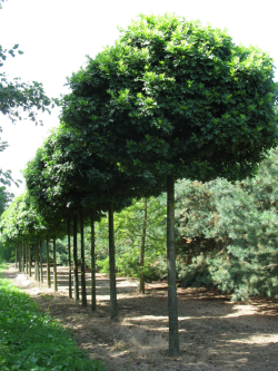 QUERCUS palustris GREEN DWARF