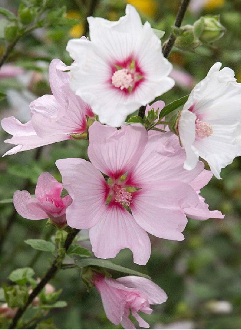 LAVATERA BARNSLEY