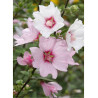 LAVATERA BARNSLEY