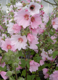 LAVATERA BARNSLEY