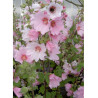 LAVATERA BARNSLEY