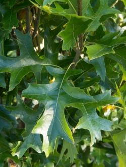 QUERCUS palustris GREEN PILLAR