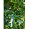 QUERCUS palustris GREEN PILLAR