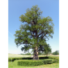 QUERCUS robur 