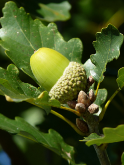 QUERCUS robur 