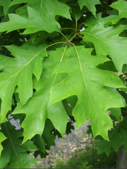 QUERCUS rubra