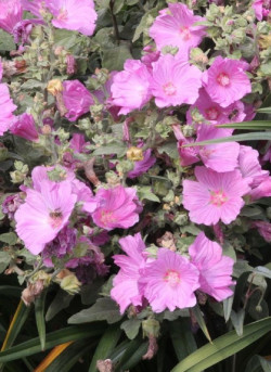 LAVATERA OLBIA ROSEA