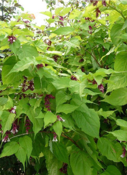LEYCESTERIA formosa