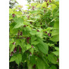 LEYCESTERIA formosa