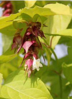 LEYCESTERIA formosa GOLDEN LANTERNS
