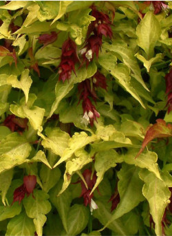 LEYCESTERIA formosa GOLDEN LANTERNS