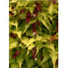 LEYCESTERIA formosa GOLDEN LANTERNS