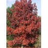 LIQUIDAMBAR styraciflua