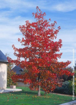 LIQUIDAMBAR styraciflua
