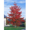 LIQUIDAMBAR styraciflua