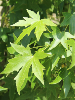 LIQUIDAMBAR styraciflua