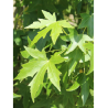 LIQUIDAMBAR styraciflua