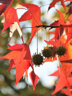 LIQUIDAMBAR styraciflua