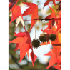 LIQUIDAMBAR styraciflua