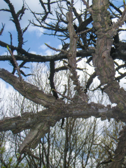 LIQUIDAMBAR styraciflua