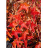 LIQUIDAMBAR styraciflua ALBOMARGINATA MANON