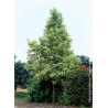 LIQUIDAMBAR styraciflua ALBOMARGINATA MANON