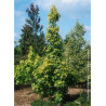 LIQUIDAMBAR styraciflua AUREA