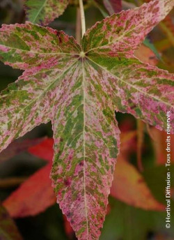 LIQUIDAMBAR styraciflua AUREA