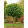 LIQUIDAMBAR styraciflua GUMBALL