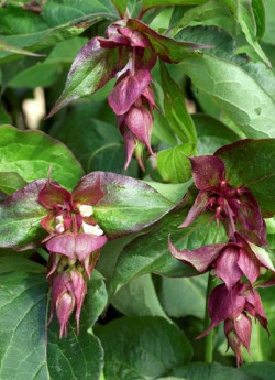 LEYCESTERIA formosa PURPLE RAIN