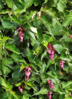 LEYCESTERIA formosa PURPLE RAIN