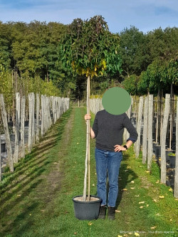 LIQUIDAMBAR styraciflua GUMBALL En pot de 25-30 litres forme tige hauteur du tronc 180-200 cm