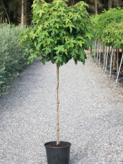 LIQUIDAMBAR styraciflua GUMBALL En pot de 15-20 litres forme tige hauteur du tronc 110-130 cm