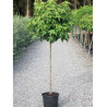 LIQUIDAMBAR styraciflua GUMBALL En pot de 15-20 litres forme tige hauteur du tronc 110-130 cm