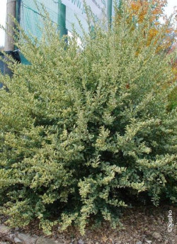 LIGUSTRUM ibota MUSLI
