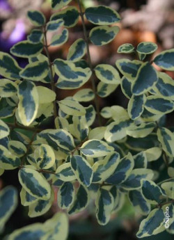 LIGUSTRUM ibota MUSLI