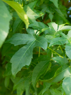 LIQUIDAMBAR styraciflua LANE ROBERTS
