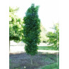 LIQUIDAMBAR styraciflua SLENDER SILHOUETTE