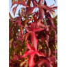 LIQUIDAMBAR styraciflua SLENDER SILHOUETTE