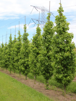 LIQUIDAMBAR styraciflua SLENDER SILHOUETTE