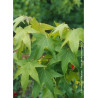LIQUIDAMBAR styraciflua THEA
